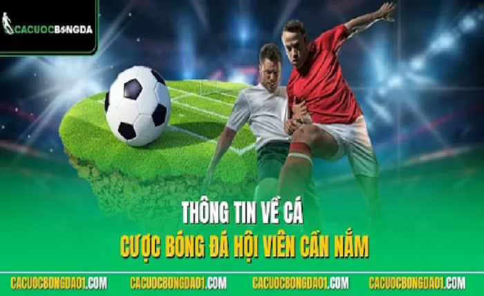 Trang Cá Độ Bóng Đá